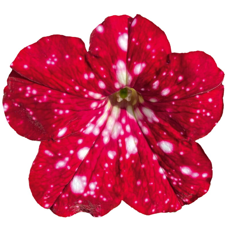 Petunia cultivars sel® - Cherry Sky '25