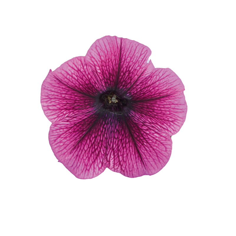 Petunia cultivars sel® - SweetSunshine® Compact Hot Pink Veins 