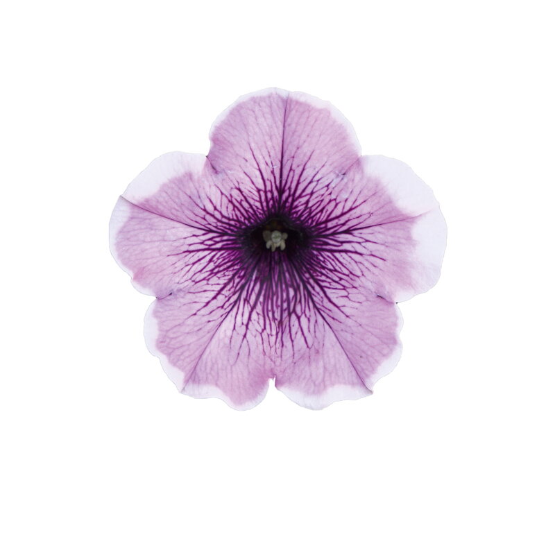 Petunia cultivars sel® - Famous Lavender Blush
