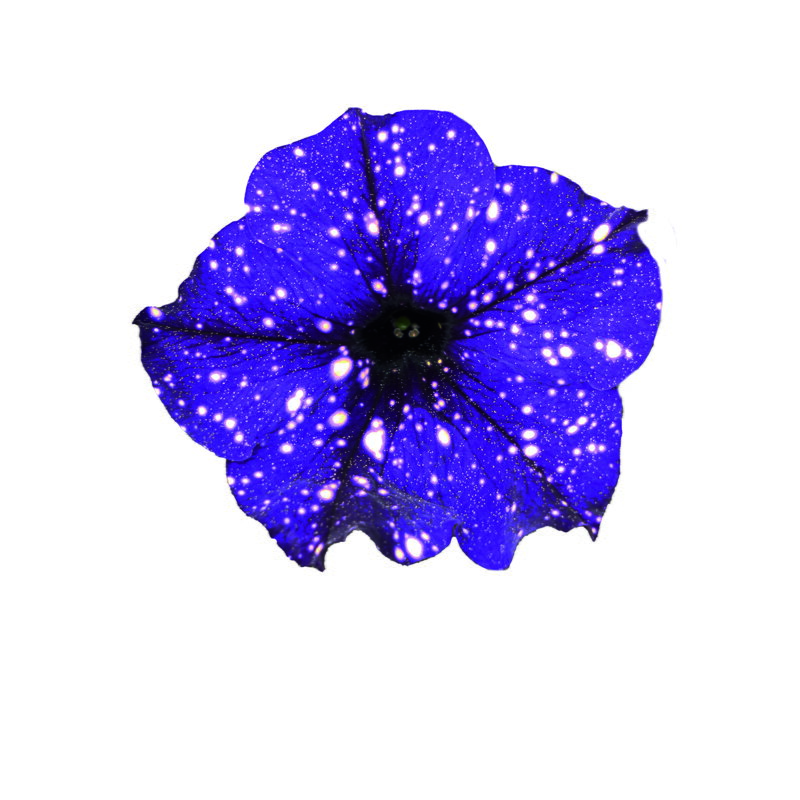 Petunia cultivars sel® - Midnight Sky 