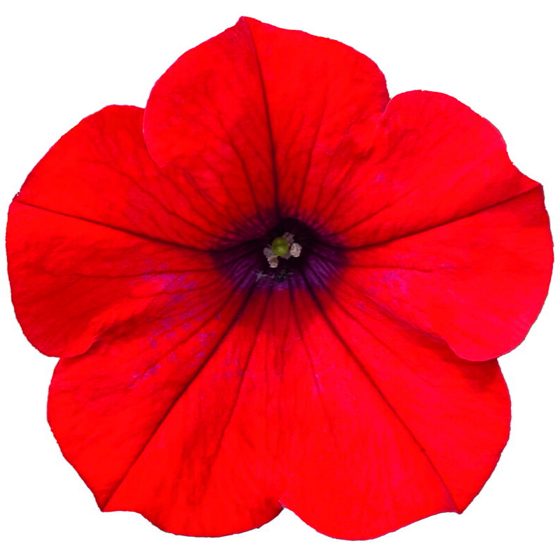 Petunia cultivars sel® - Famous Red Fire '25