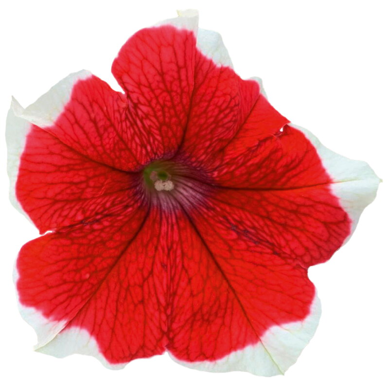 Petunia cultivars sel® -  Famous Red Picotee