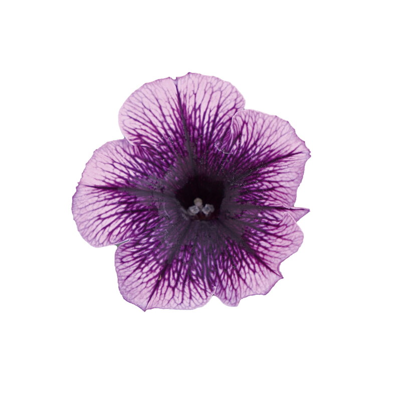 Petunia cultivars sel® Famous Violet Dark Eye '23
