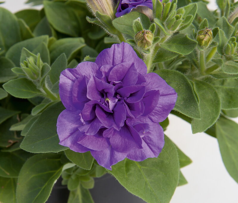 Petunia cultivars sel® - SweetSunshine® Provence