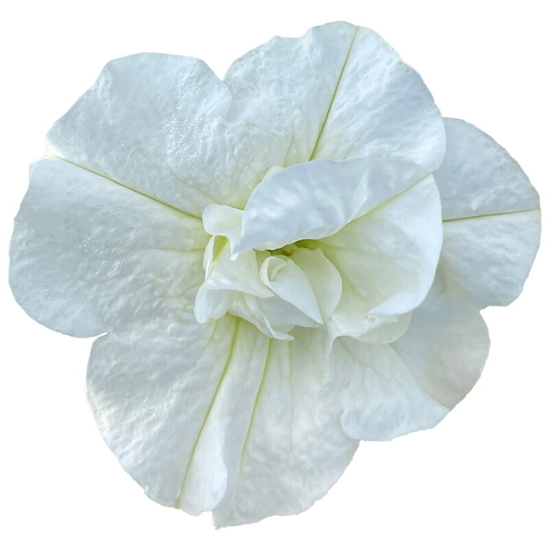Petunia cultivars sel® - SweetSunshine® Pure White