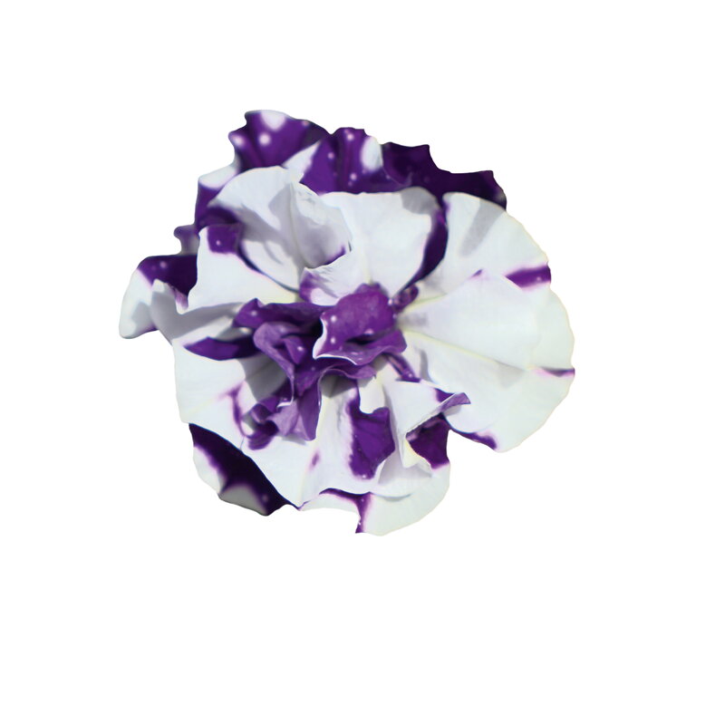 Petunia cultivars sel® - SweetSunshine® Blue Sky