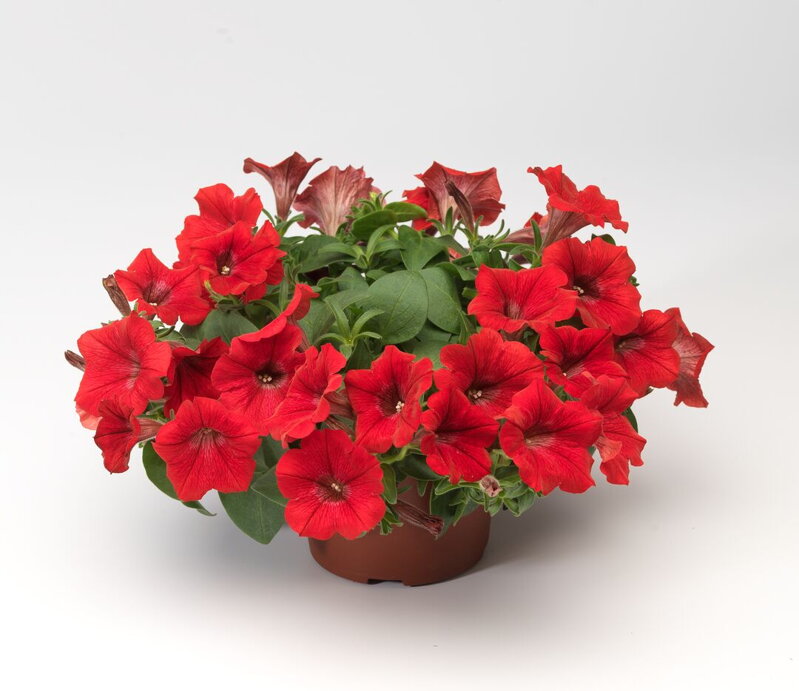 Petunia hybrida - LTD Dekko Red