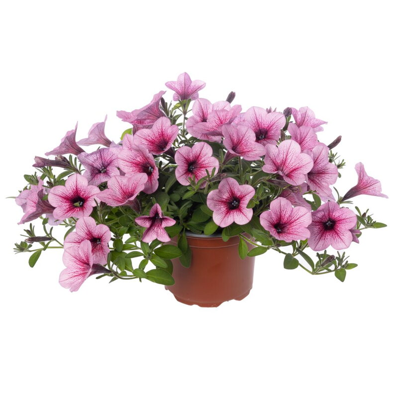 Petunia hybrida - Dekko Rose Vein