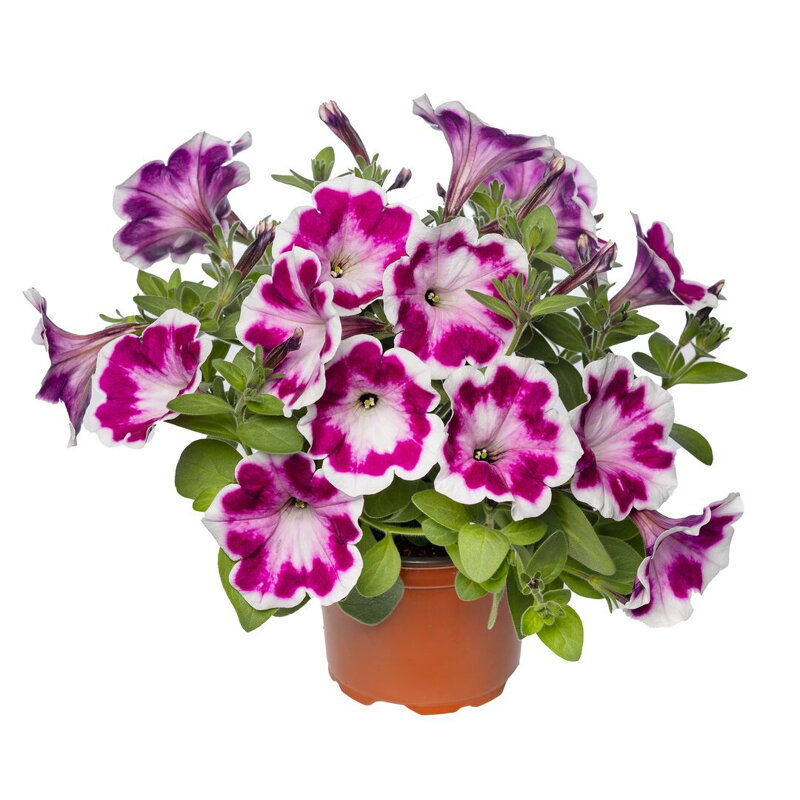 Petunia hybrida - Fun House Painted Love Purple 