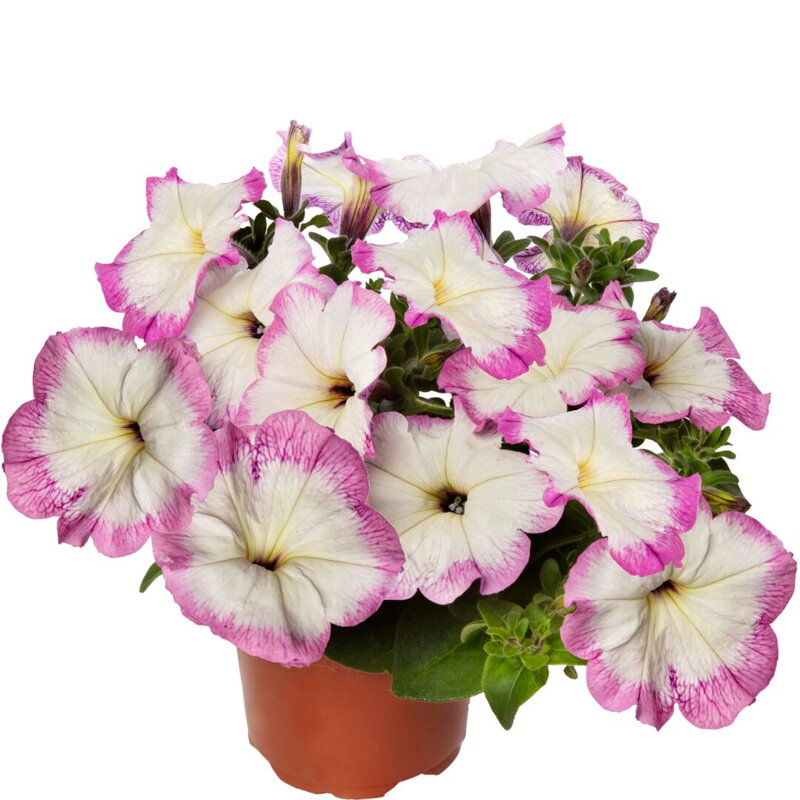 Petunia hybrida - Sanguna® Vintage Lilac 