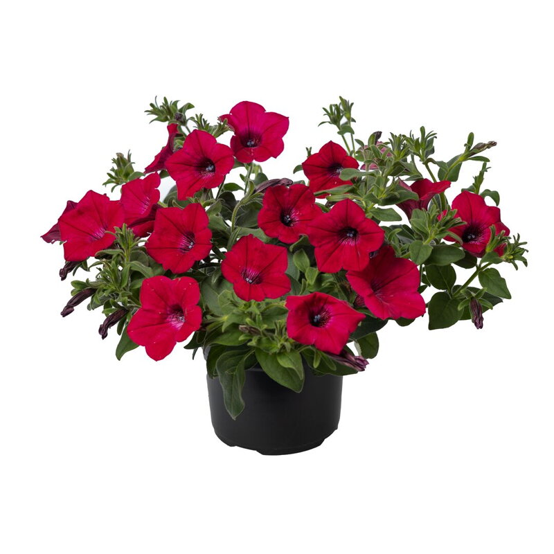 Petunia hybrida - Garden Supreme Raspberry 