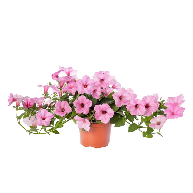 Petunia hybrida - Garden Supreme Sweet Pink