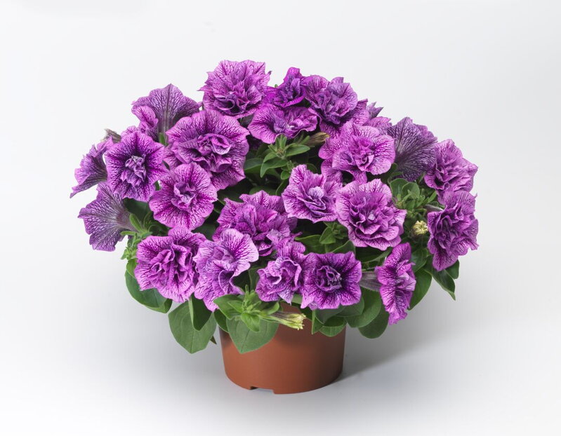 Petunia hybrida - Fun House Double Violet Vein