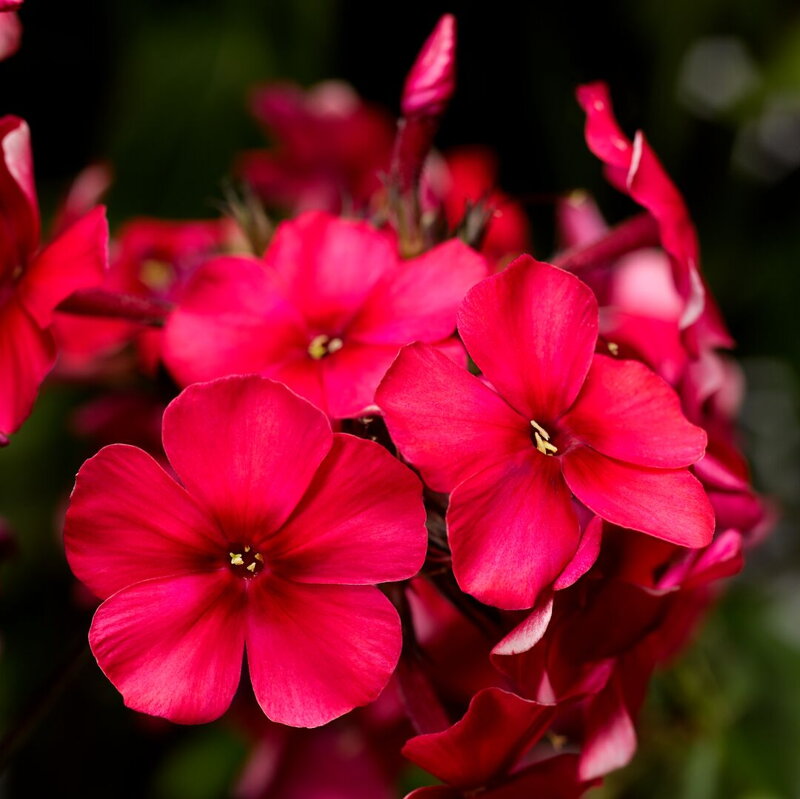 Plamenka latnatá `Sweet Summer Red`