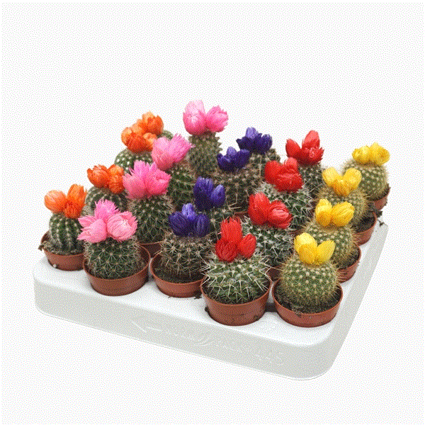 Cactus dryflowers mix