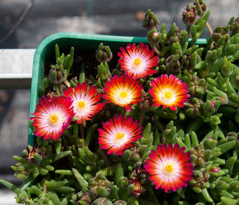 Delosperma cultivars sel® - Lido Magenta Orange White
