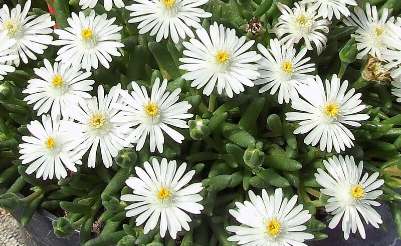 Delosperma cultivars sel® - Lido White