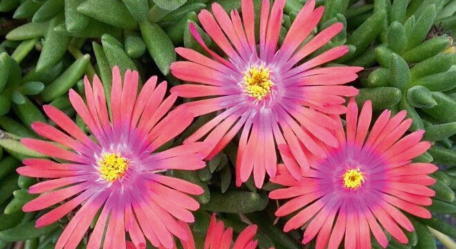 Delosperma cultivars sel® Lido Orange Pink Eye