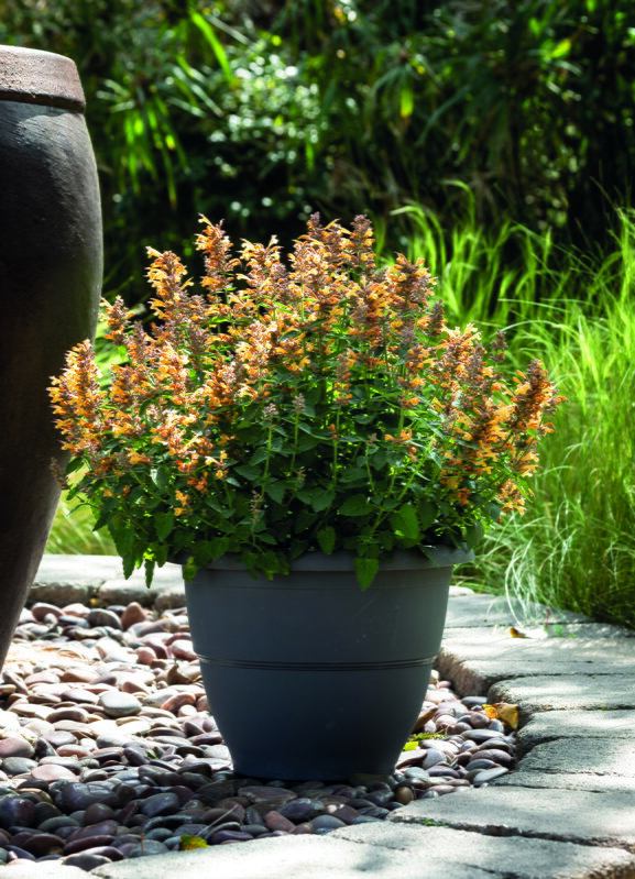 Agastache x hybrida - Apadana® Orange