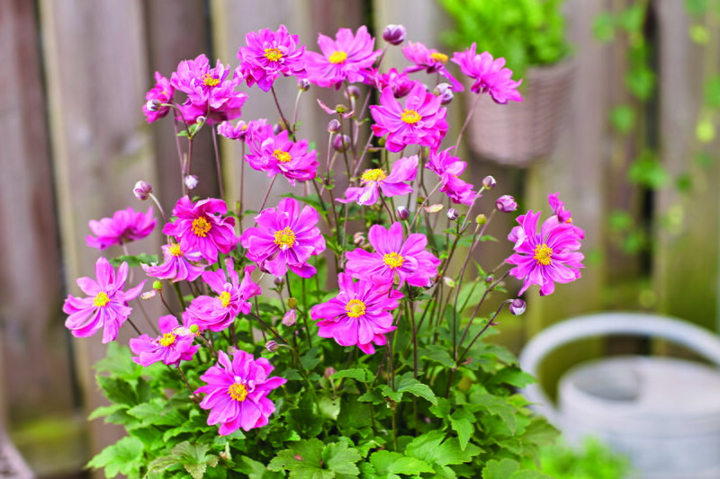 Anemone hupehensis - Alando® Double Rose 