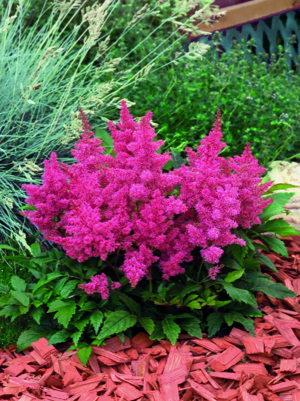 Čechrava Arendsova - Astary® Rose  