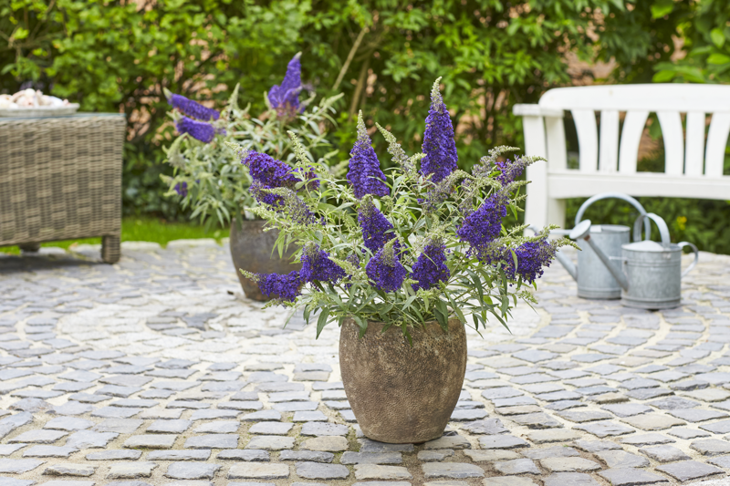 Motýlí keř,  Komule Davidova  'Summer Bird® Blue'