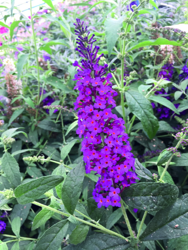 Motýlí keř, Komule Davidova 'Summer Bird® Mounding Magenta'