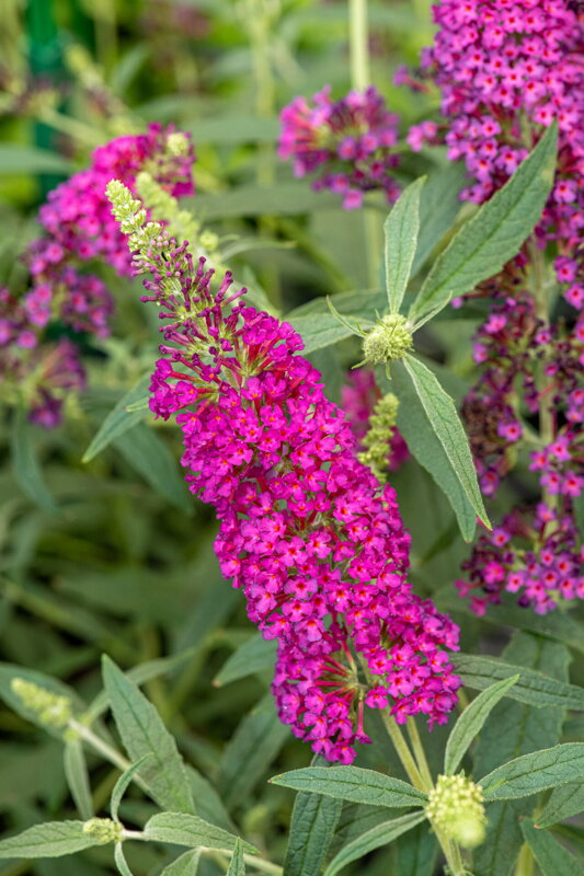 Motýlí keř, Komule Davidova 'Summer Bird® Raspberry'