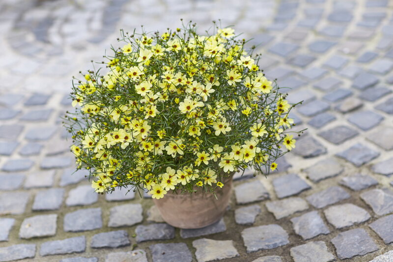 Krásnoočko přeslenité - Corleone Cream