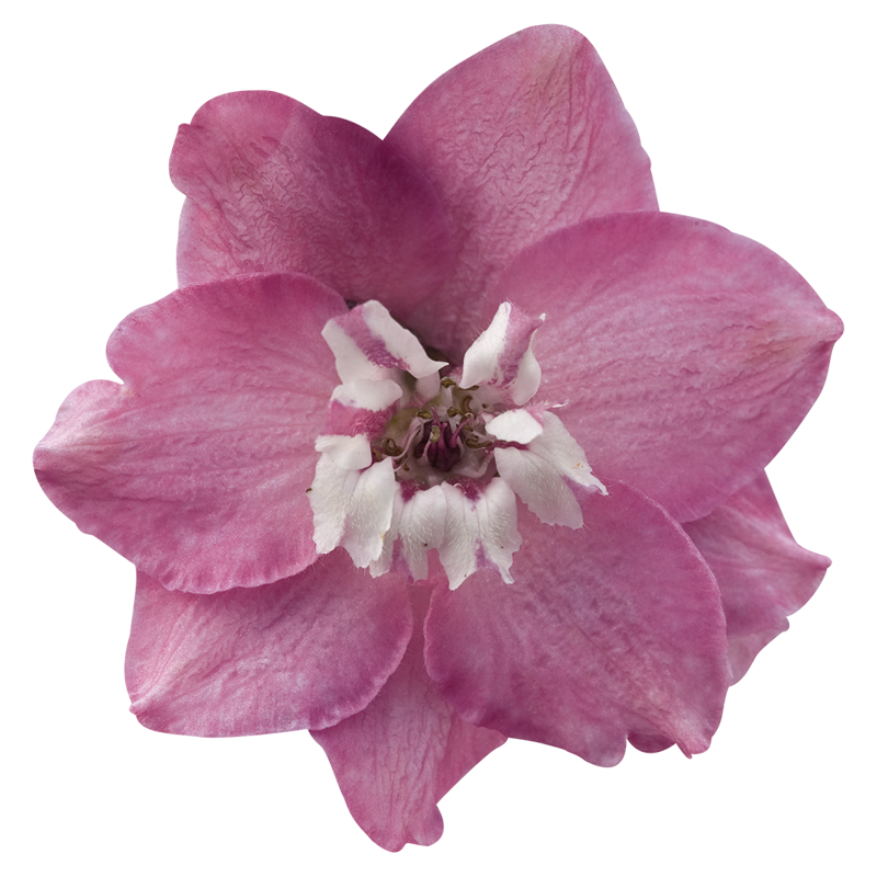 Ostrožka vyvýšená - Magic Fountains Lilac Pink / White Bee