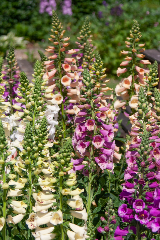 Náprstník červený - Pollux Mix