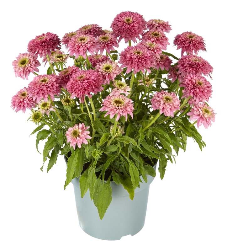 Třapatka nachová - Papallo® Globe Rose