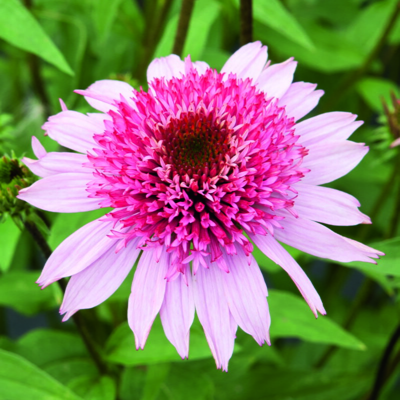 Třapatka nachová - Papallo® Semi Double Pink Impr