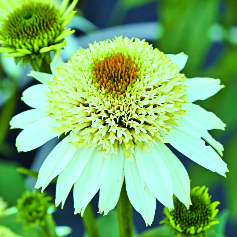 Třapatka nachová - Papallo® Semi Double White Impr.