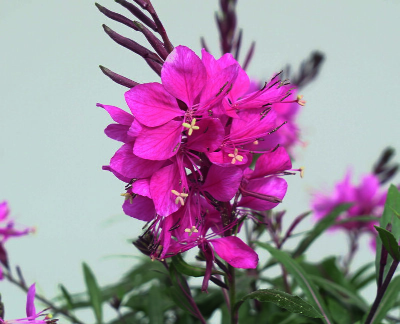 Svíčkovec - Belleza® Early Dark Pink 