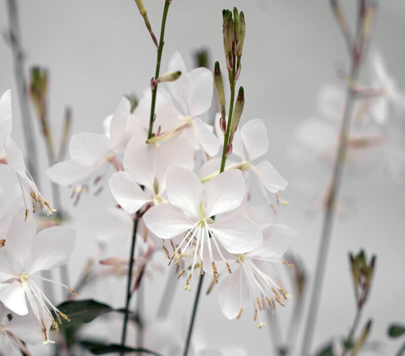 Svíčkovec - Belleza® Early White 