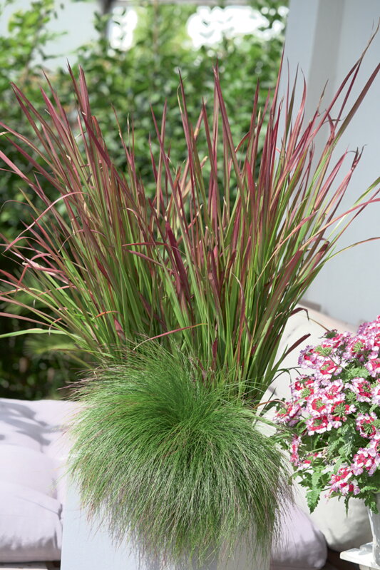 Kostřava ovčí - Berni Green 