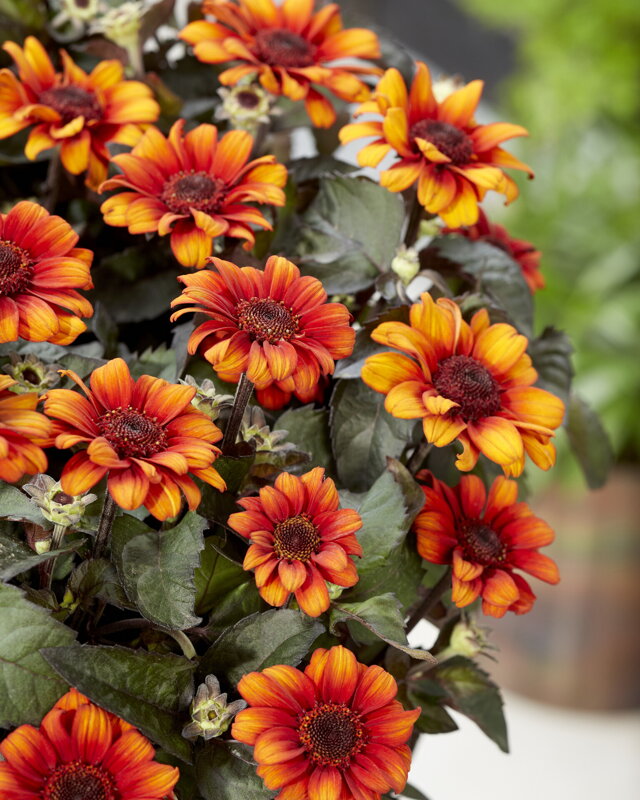 Heliopsis helianthoides - Luna Roja