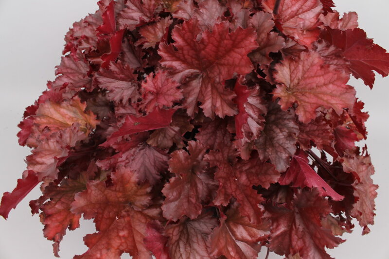 Dlužicha - Toncka® Frosted Bronze