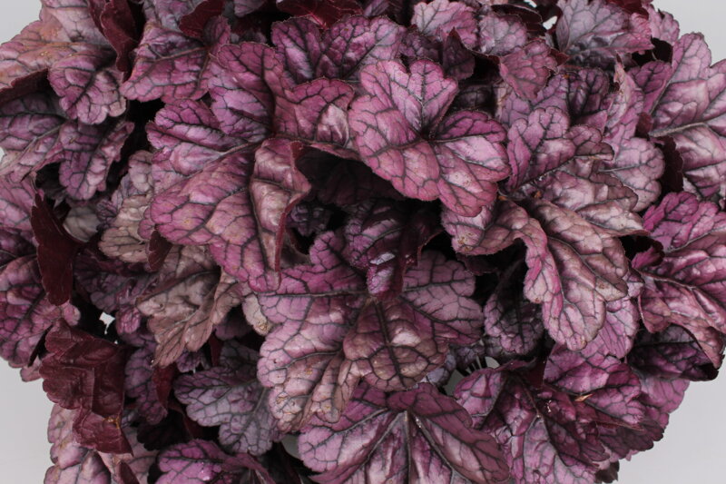 Dlužicha - Toncka® Shiny Violet 