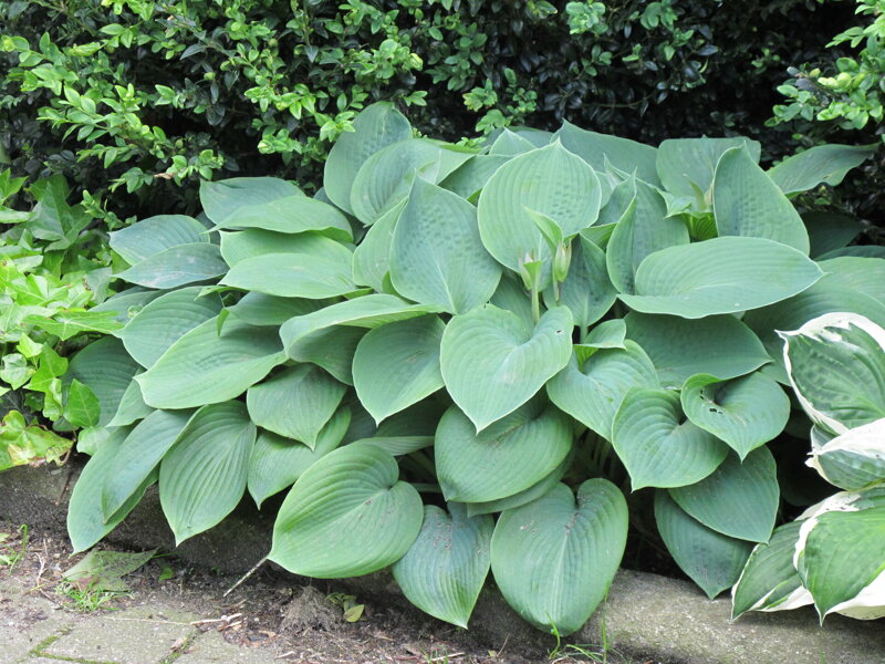 Hosta x hybrida - Blue Angel