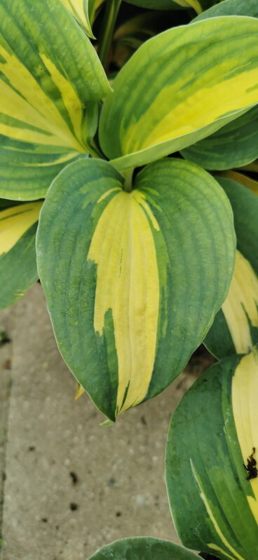 Hosta x hybrida - Dream Queen