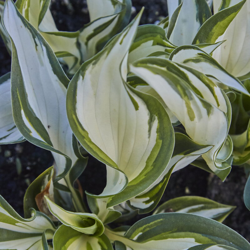 Hosta x hybrida - Fire and Ice
