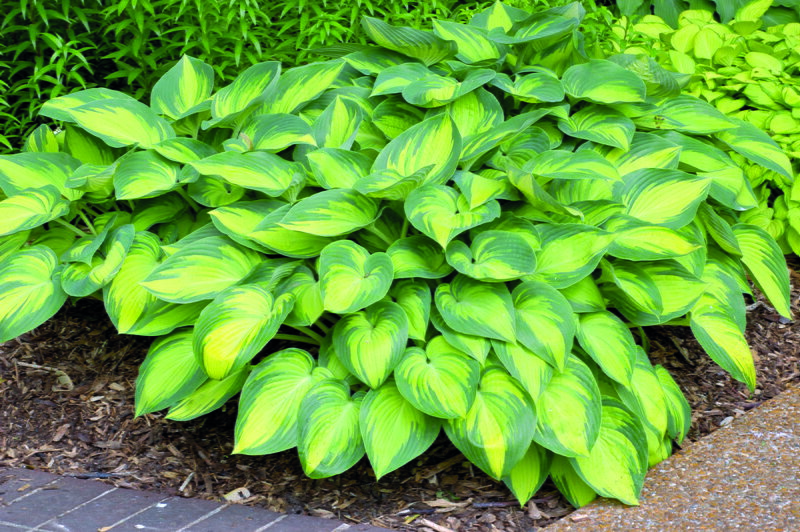 Hosta x hybrida - June 