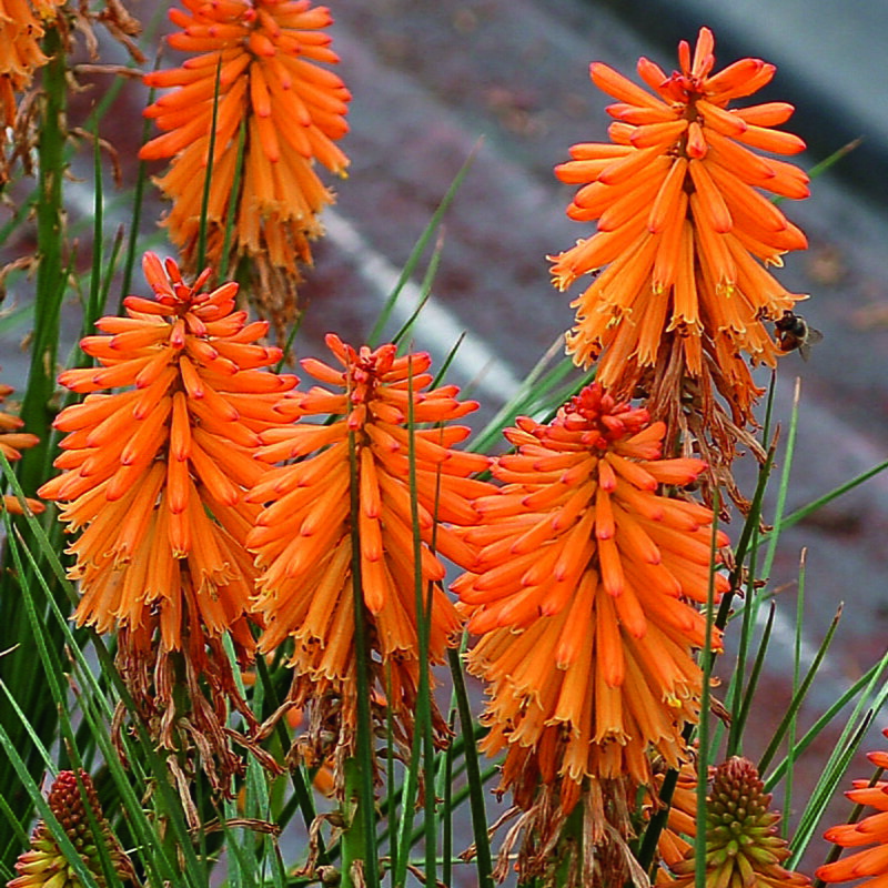 Kniphofia uvaria - Poco Orange 