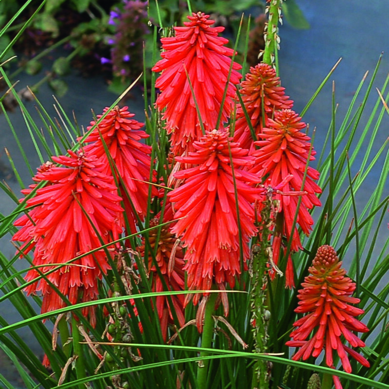 Kniphofia uvaria - Poco Red 