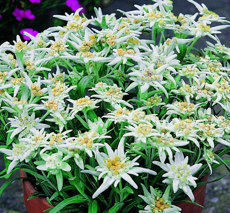 Leontopodium alpinum - Watzmann 