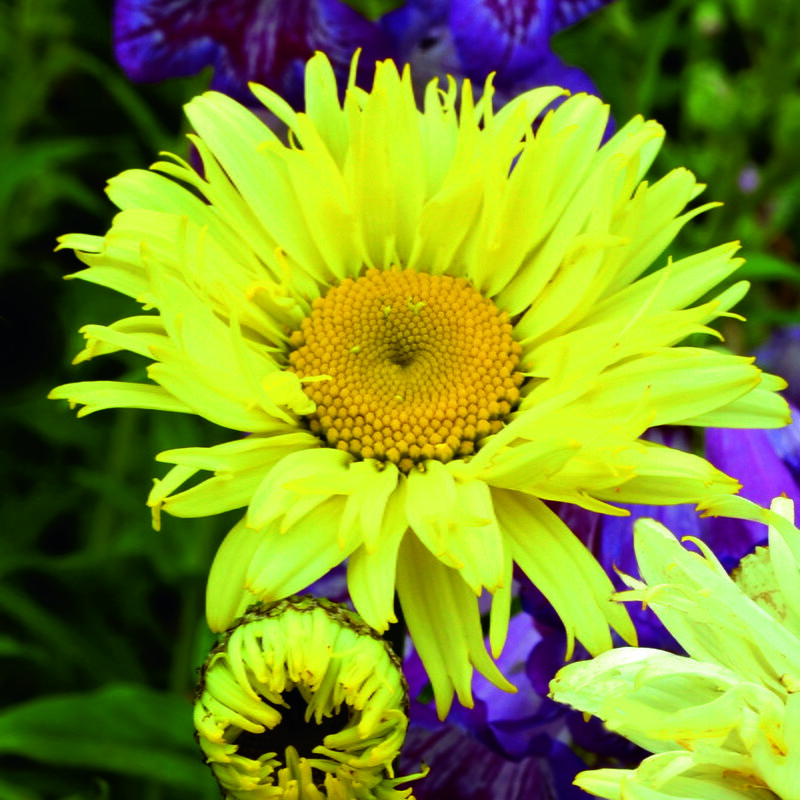 Kopretina největší - Goldfinch