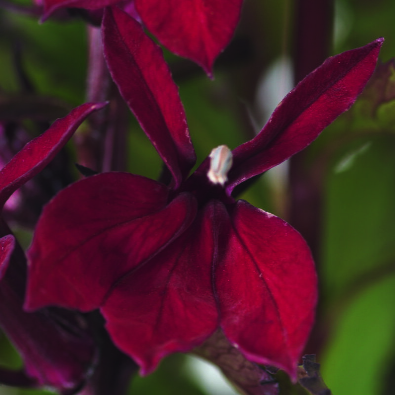 Lobelka nádherná - Fanship Burgundy