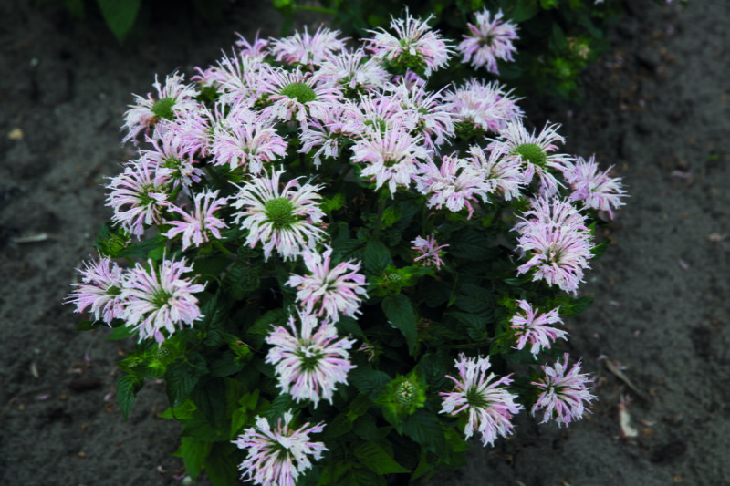 Zavinutka - Melua Appleblossom